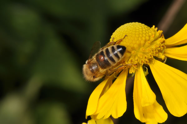 Biene auf Sonnenblume